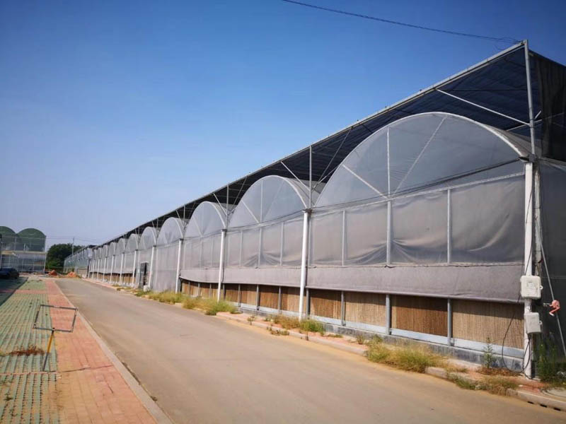 薄膜連棟溫室 薄膜連棟溫室