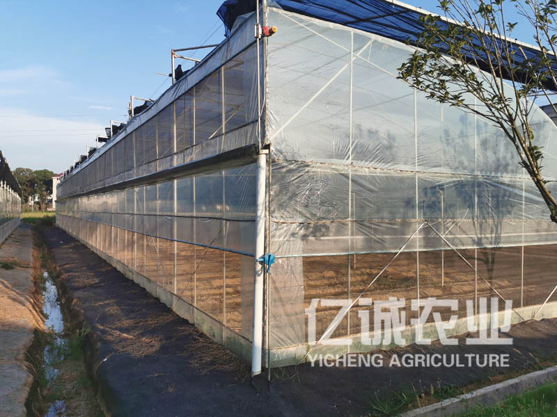 連棟薄膜溫室建設(shè) 連棟薄膜溫室建設(shè)