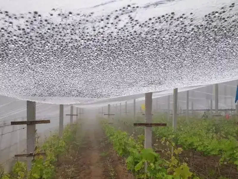 連棟溫室大棚 連棟溫室大棚