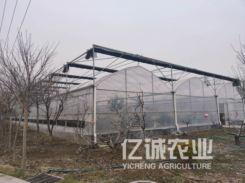 薄膜溫室大棚 薄膜溫室大棚
