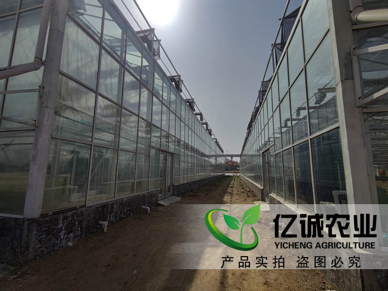 連棟玻璃溫室項目