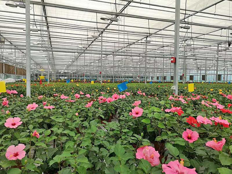 邊棟溫室-潮汐苗床